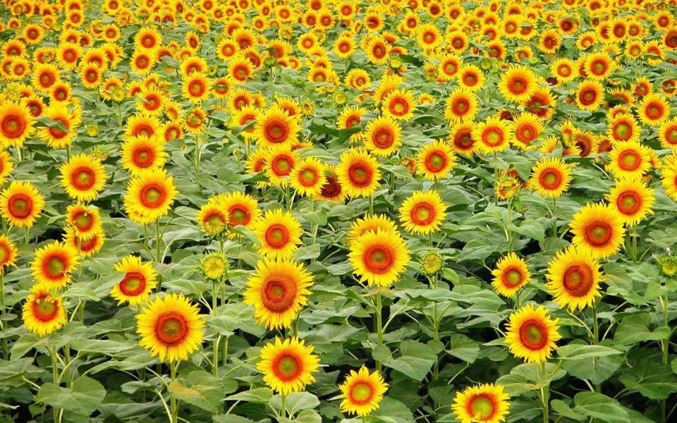 向日葵习性(向日葵的主要特征)