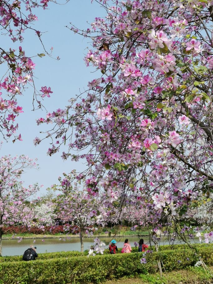 浓烈芬芳  春风十里赏花路  徜徉在广州海珠湿地的花海之中