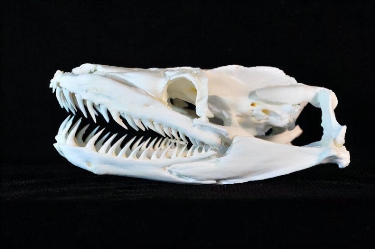 实际上,蛇的骨架与其他脊椎动物相比非常简单,在大多数蛇类中,它们的