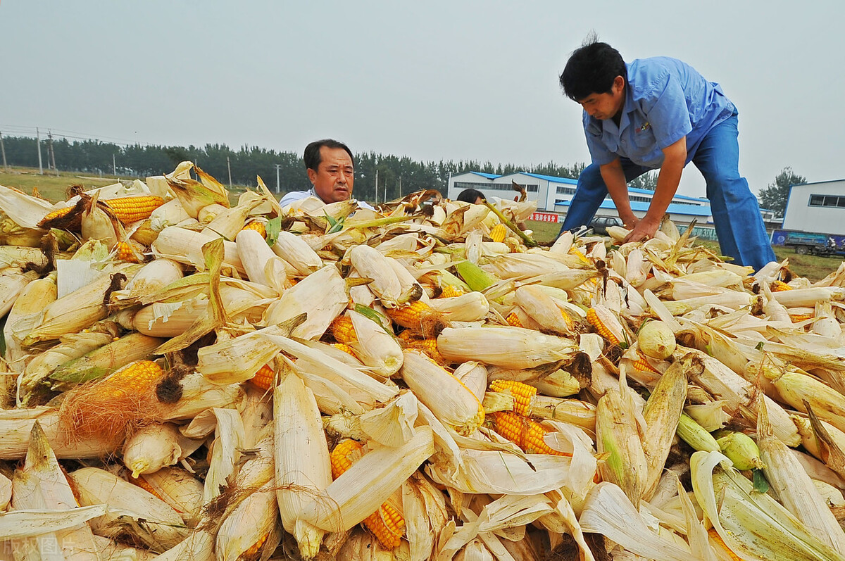 10月25日国内各地玉米价格发布