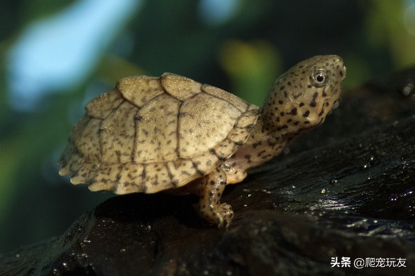 剃刀龟怎么养（剃刀龟生活习性及饲养方法简析）