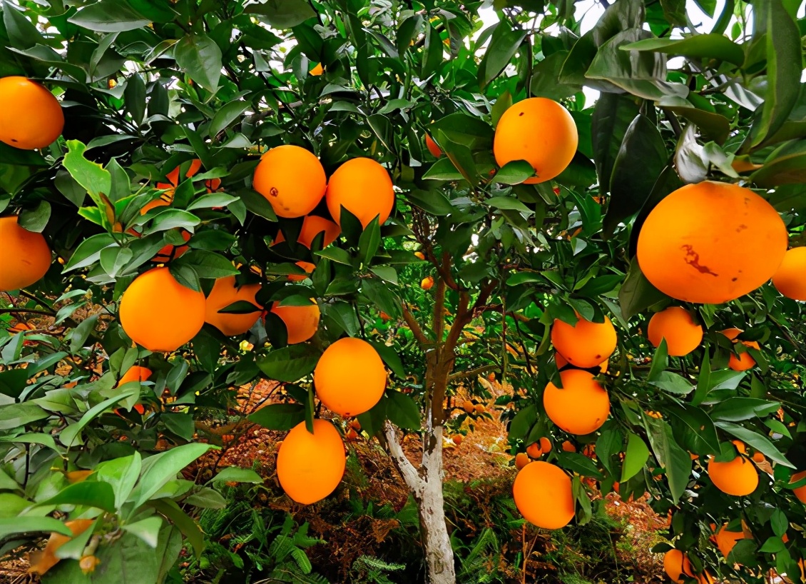 曾经家喻户晓的赣南脐橙，如今被其它品种排挤，价格也是一跌再跌