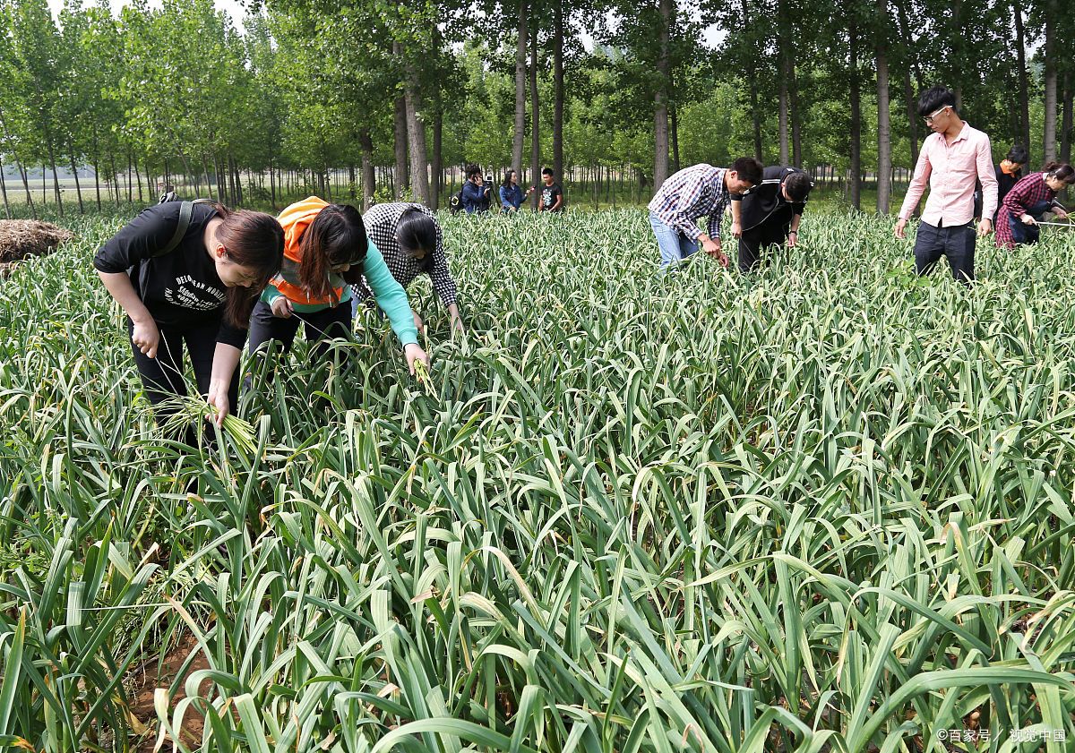 湖南农业大学在中国的农业类大学中，可以排名前十吗