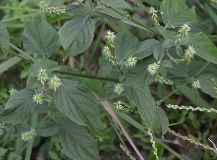 倒扣草的功效与作用(农村3种会钩人的野草)