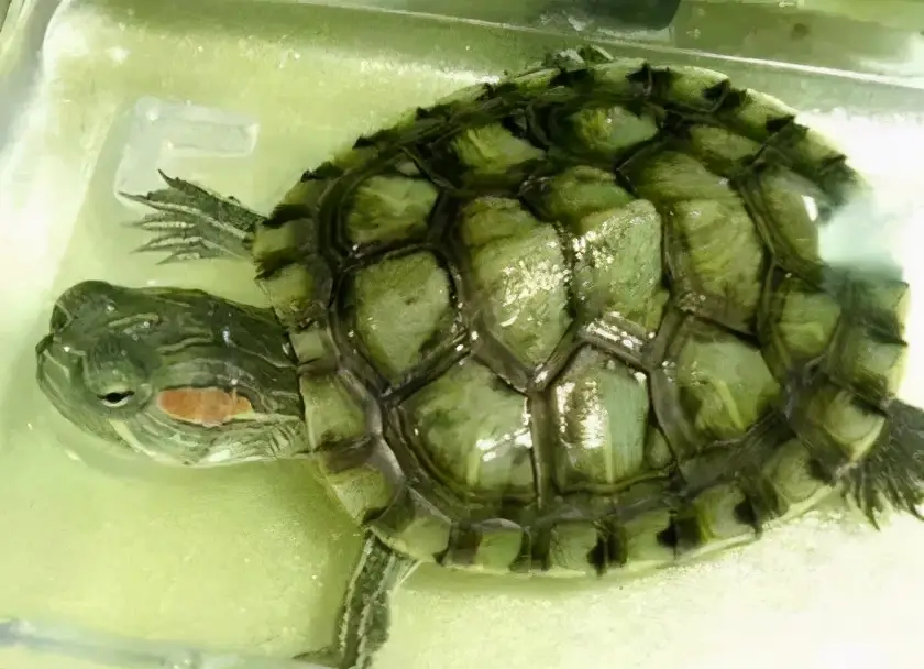 乌龟的种类图片及名称（乌龟的品种图片）