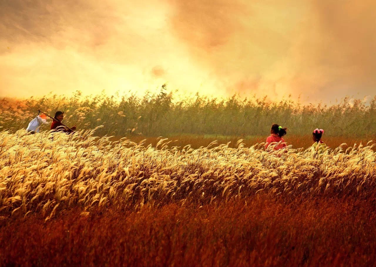 "最温柔的荻" 芦荻迷宫赏夕阳