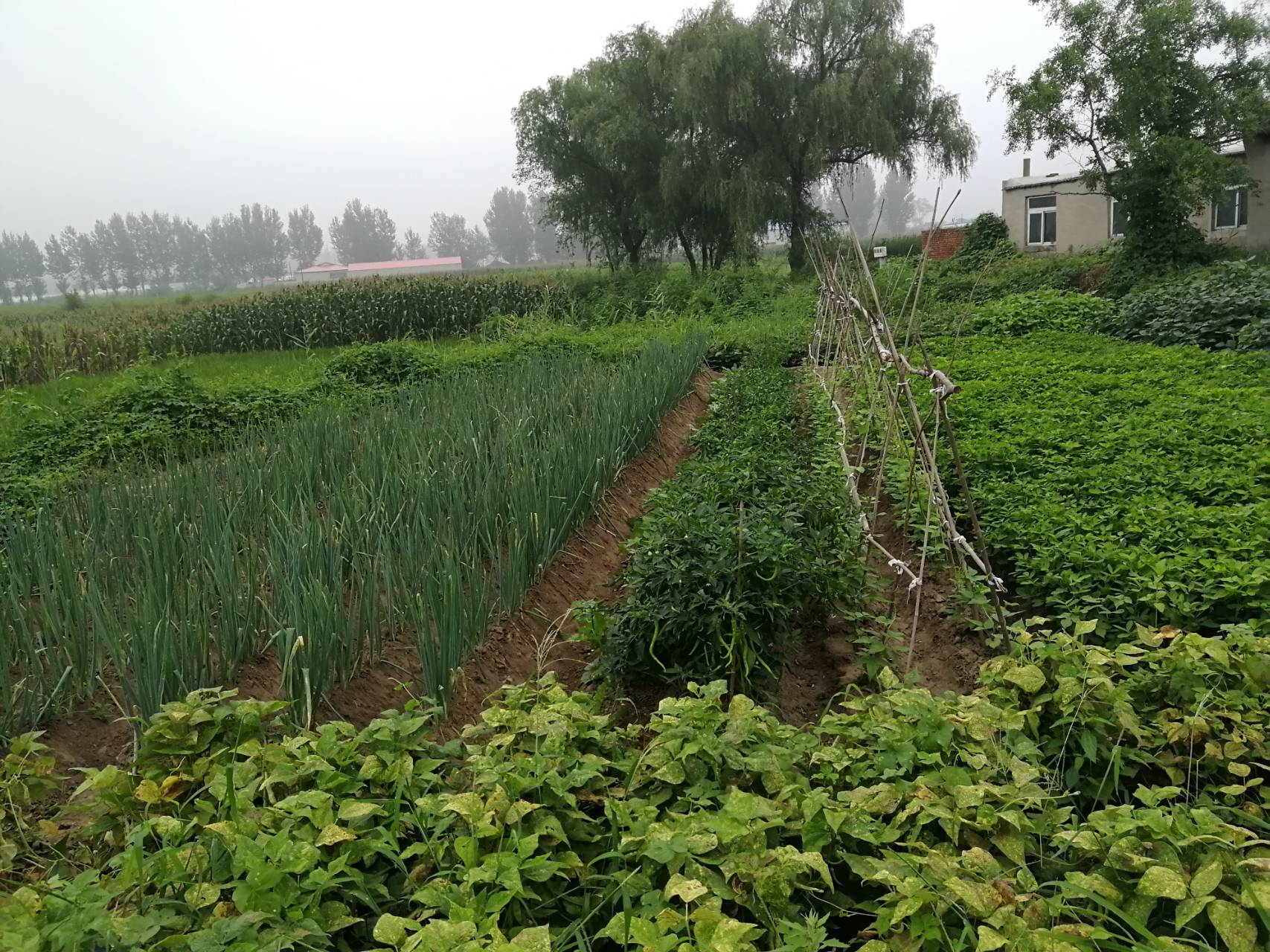 乡情散文:生产队的菜园子,社员的菜篮子