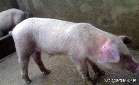 猪场发现疑似感染非洲猪瘟后如何快速控制下来