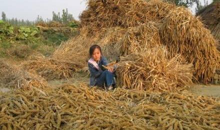 今日处暑，暑气至此而止！处暑的9个时节谚语，你家孩子知道吗