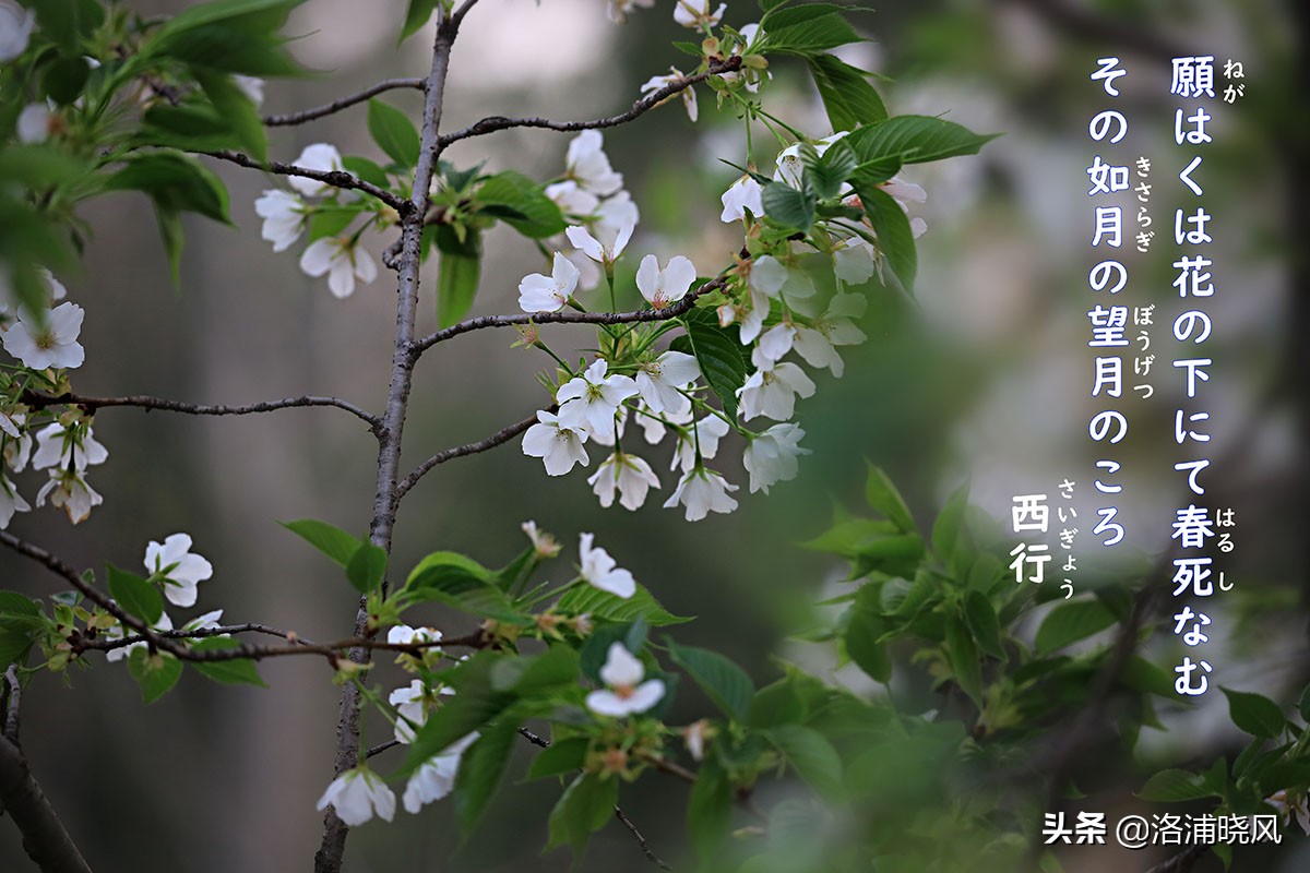 日本樱花文化（内涵揭秘日本樱花文化背后的冷知识）