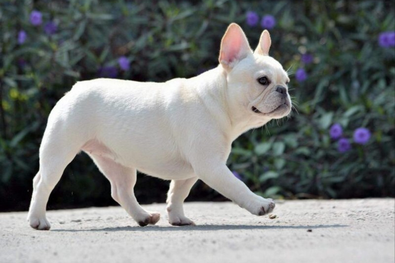 世界上被多国明令禁养的6大凶猛犬种，加纳利犬堪称“杀人犬”
