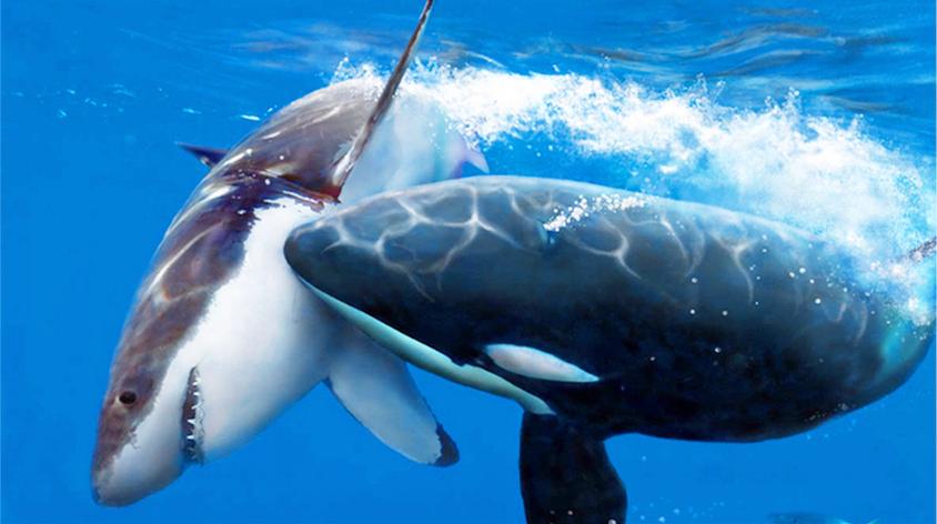 虎鲸怎样猎杀鲸鱼?轮番按压淹死灰鲸,却只吃喜欢的两个小东西