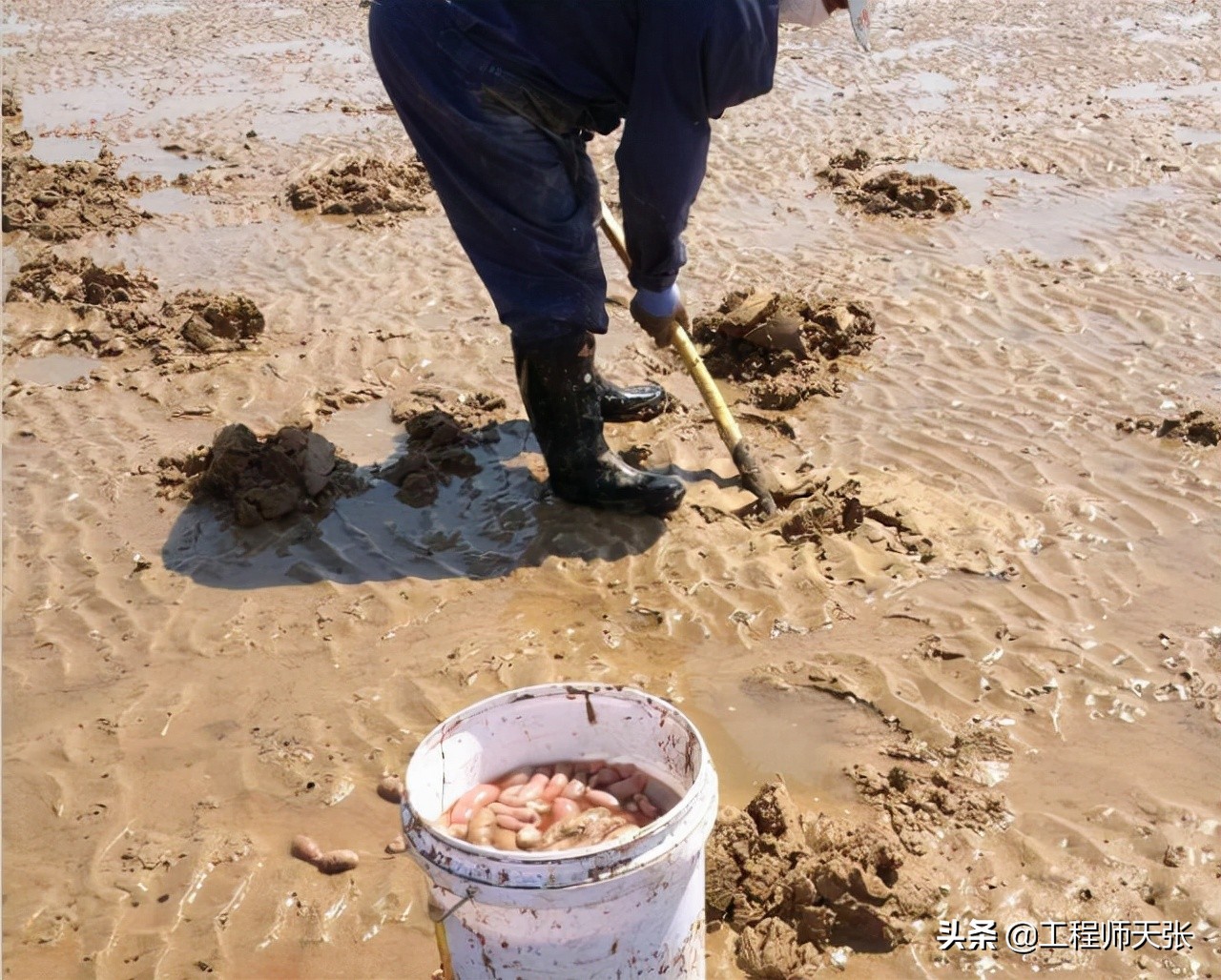 烟台大风过后海肠遍布沙滩，本来百元一斤吃不起，终于吃海肠自由