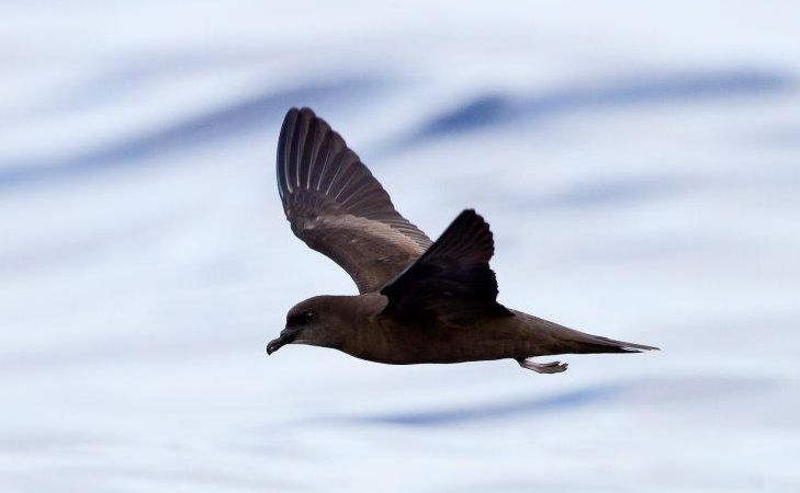 鹱怎么读？鹱的读音和意思