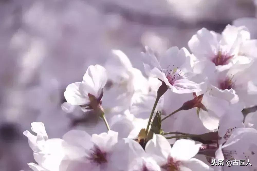 万紫千红的百花汇（百花汇中富含诗意的花）