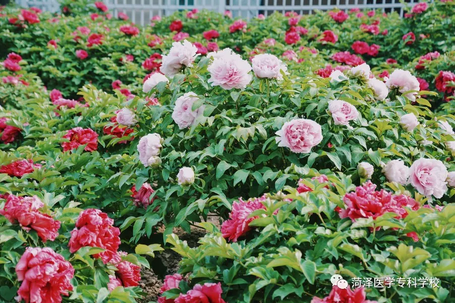 菏泽医学专科学校牡丹，又是姹紫嫣红开遍