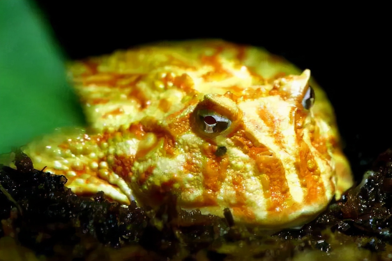 动物智慧每周一探 | 黄金角蛙,善用皮肤呼吸度冬日