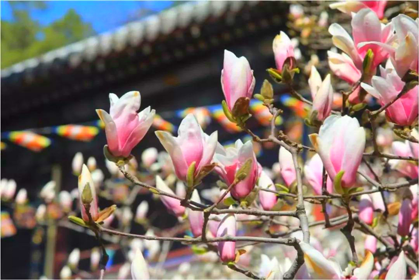 玉兰花长什么样（玉兰花大全简介5种玉兰花分享）