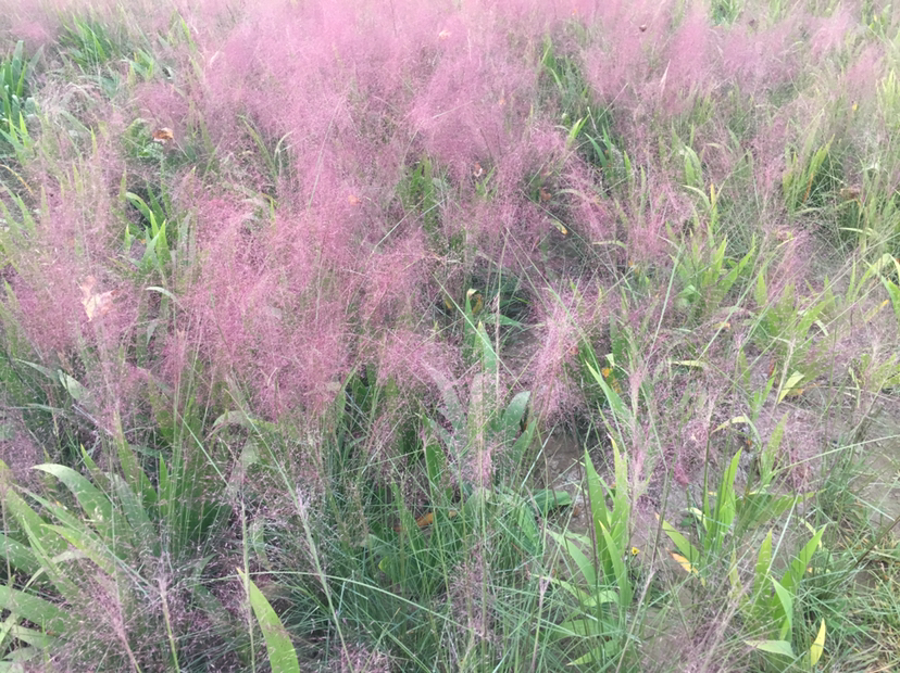 粉黛乱子草几月份开花（粉黛乱子草进入最佳观赏期）