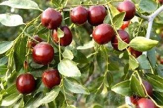 盘点36种野果大全,你能认出几种?