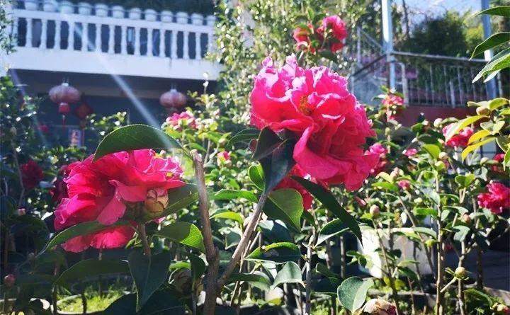 养茶花记住这5点，蹭蹭窜新芽，花开得碗口大！