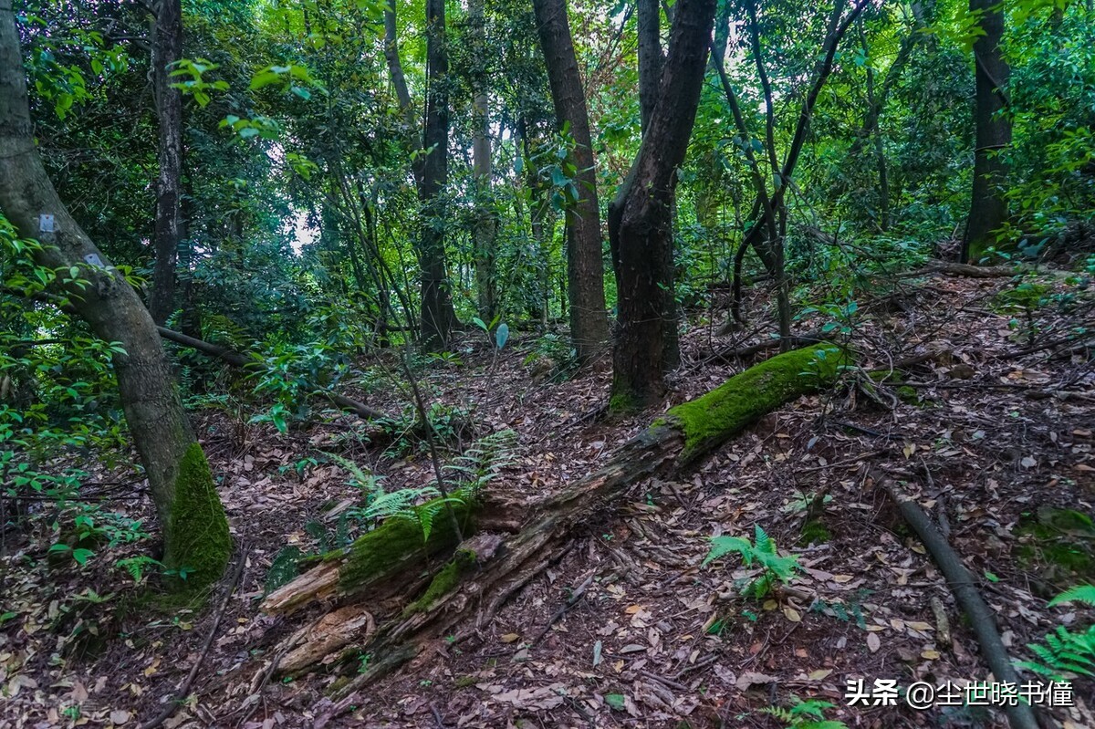 戴复古的诗清新自然，这首经典的七绝，犹如一幅淡淡的山水画卷