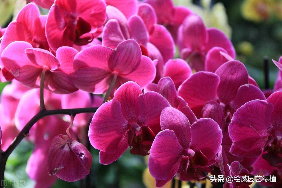 朋友乔迁之喜送什么绿植好（朋友乔迁之喜送什么植物好）