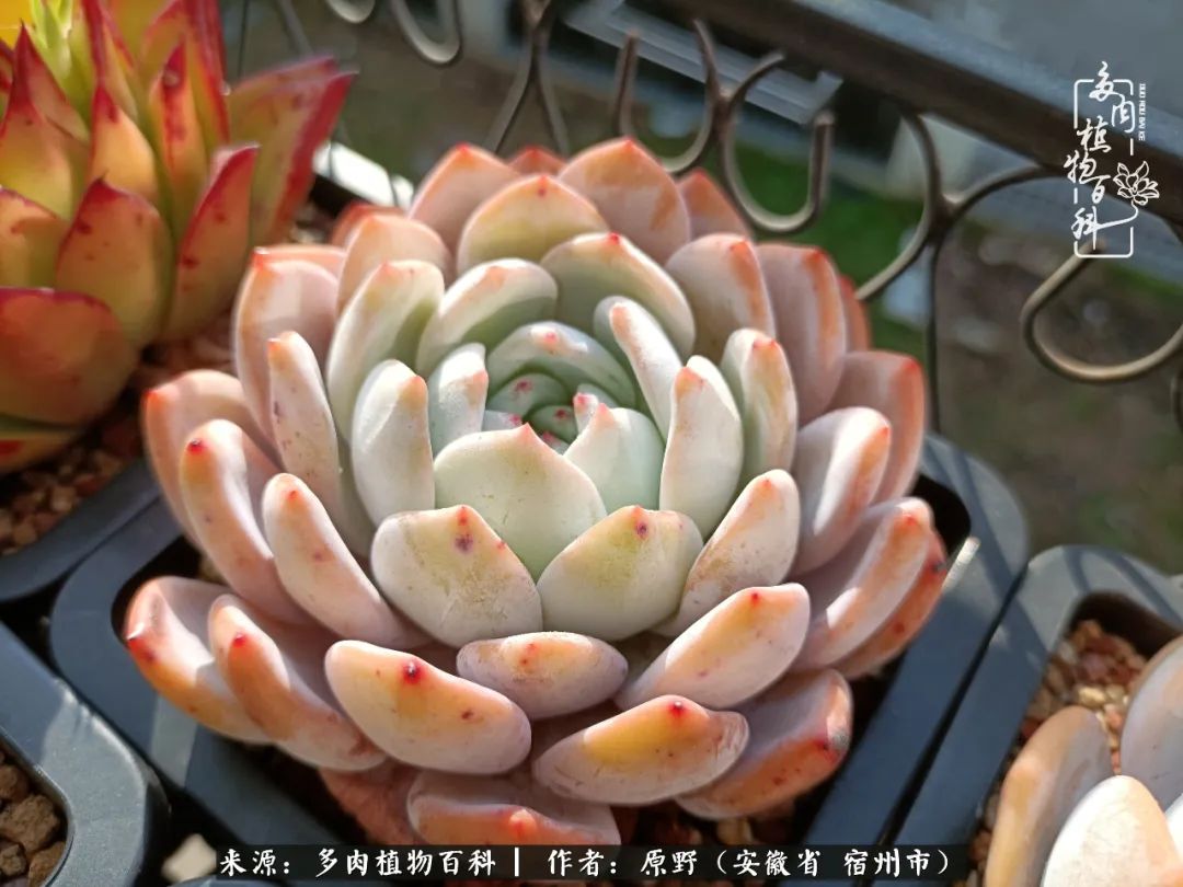 我心观世界：生活与多肉，应无所住而生其心