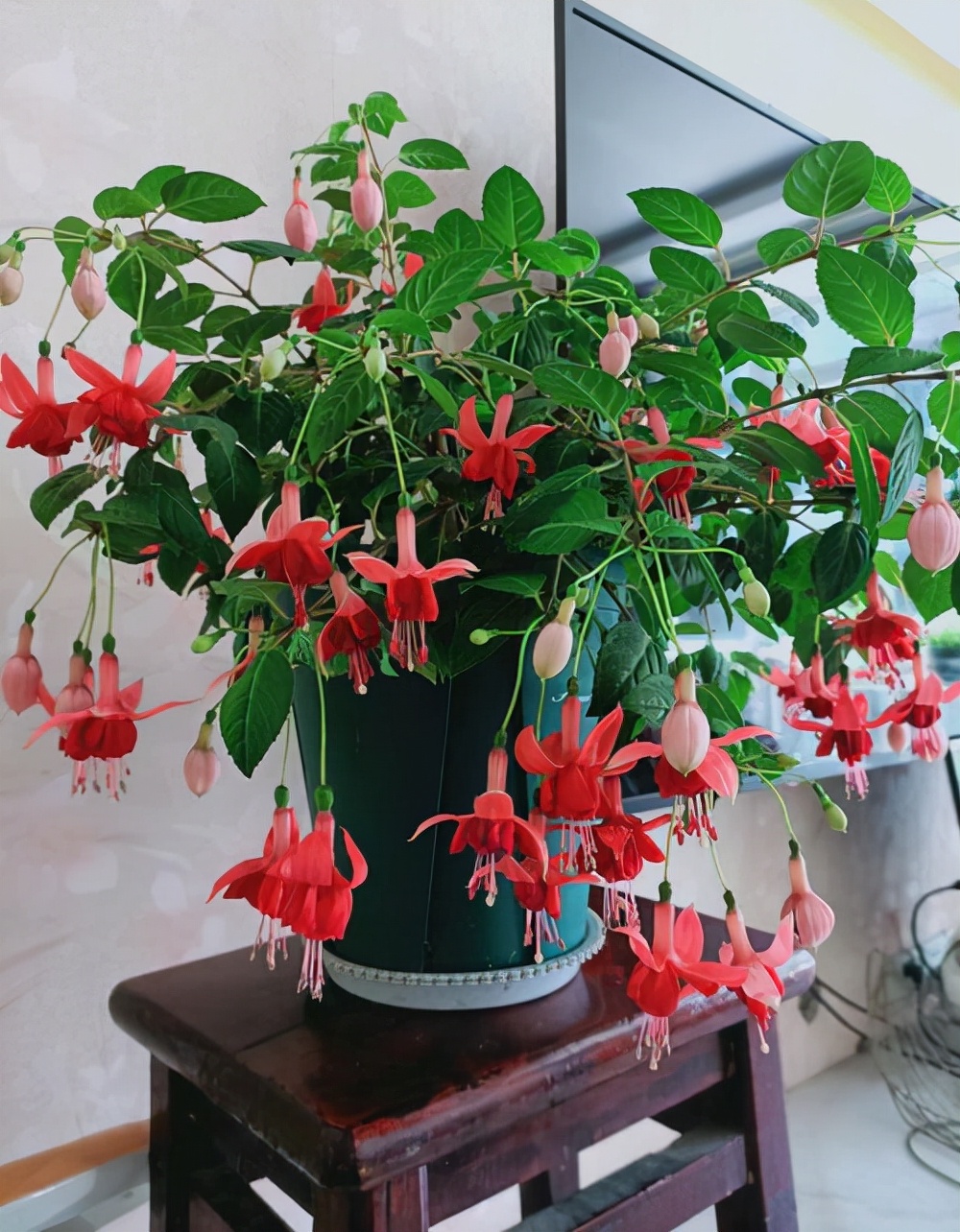 6种“喜冷花”，冬天也能开得“姹紫嫣红”，喜欢建议养一盆