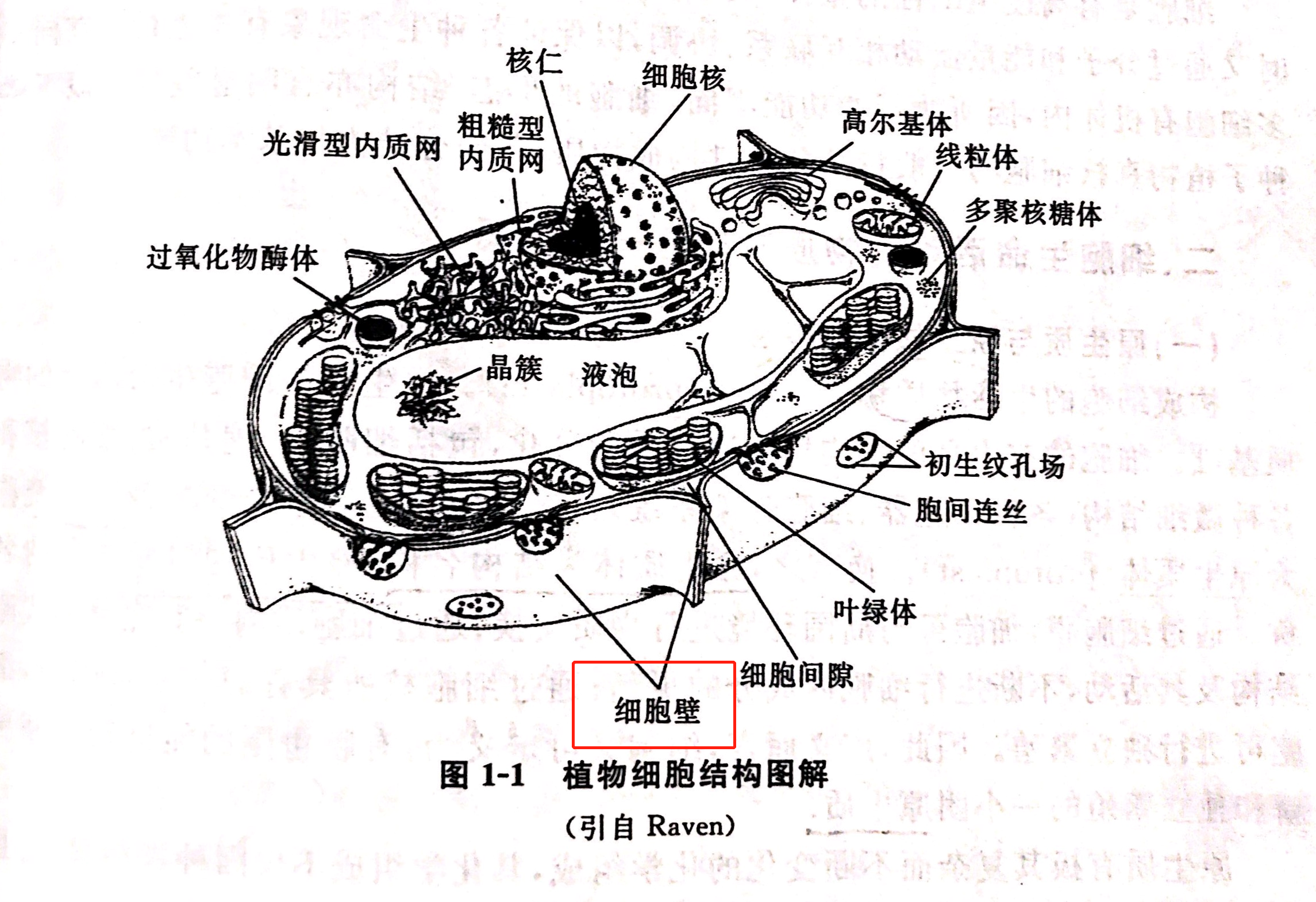 藕断丝连，连了个寂寞