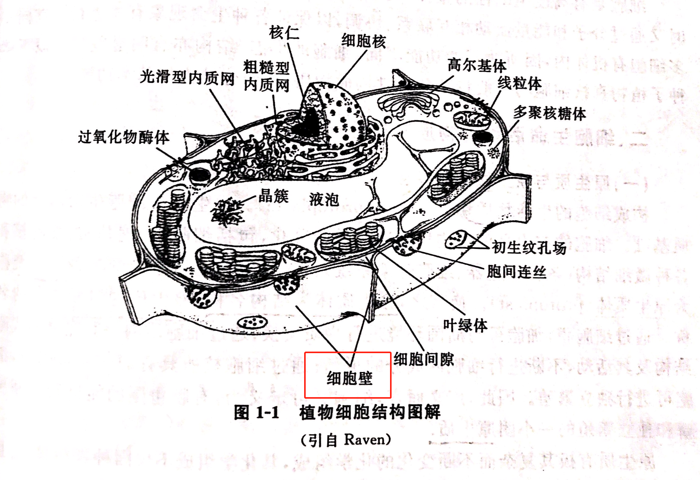 莲藕横切结构示意图图片