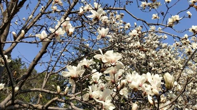 又是一年赏花季，描写玉兰花的诗句，你又知多少？