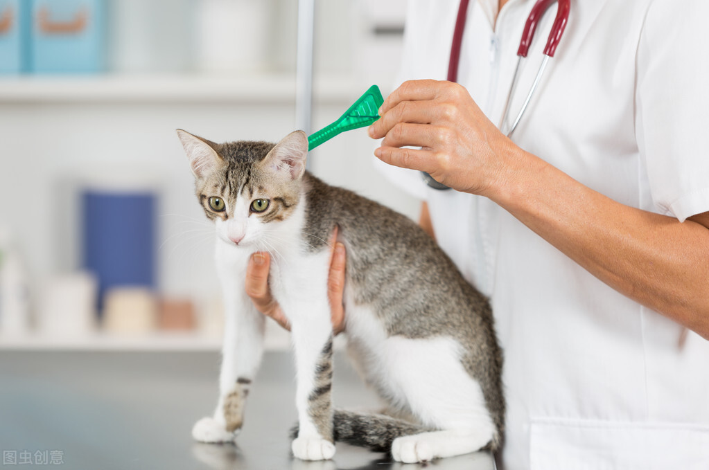 驱虫药猫咪哪个牌子好（宠主省钱必备的8种药品推荐）