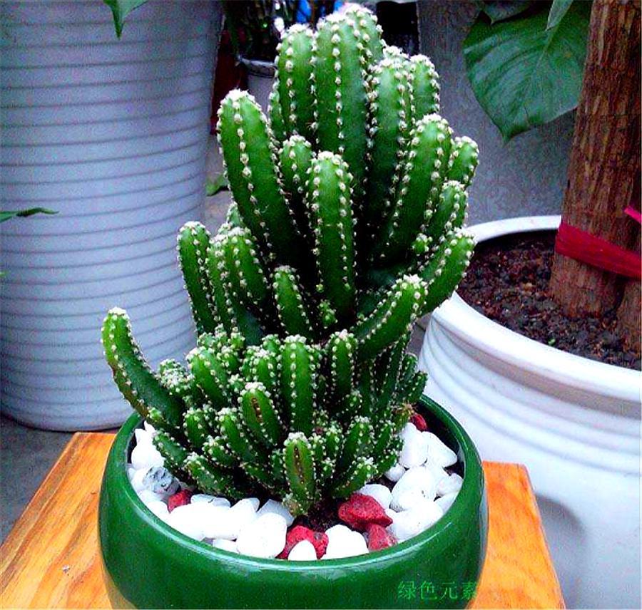 这种仙人掌人称"五指山",气势雄壮,习性强健,越"懒"越漂亮
