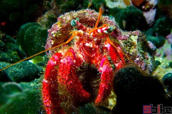 因背甲呈球状,如光光的和尚头一般,因此得名.