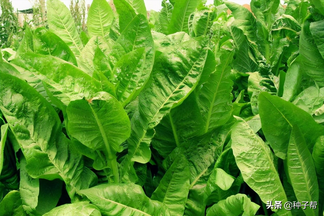 菊苣牧草哪个品种好?一亩地的产量有多少?具体种植效益如何?