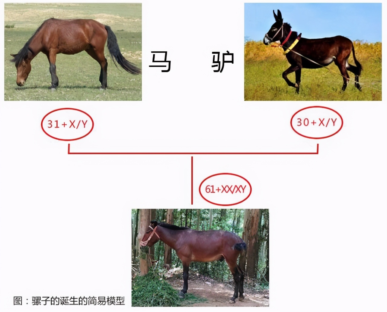 如果没有生殖隔离，世界会变成什么样？地球生命将无法延续？