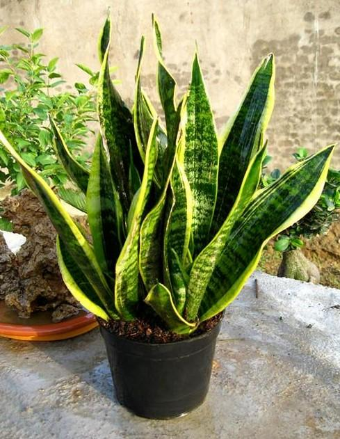 虎皮兰用"黄豆"养,发酵成水喂下去,旺盛长势拦不住!