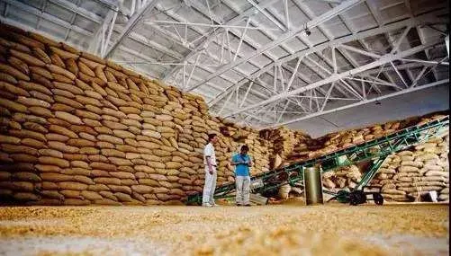 “大国粮仓”究竟存了多少粮？