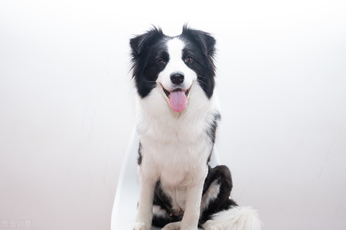 新手的噩梦！真的怕智商被它碾压！超级聪明的边境牧羊犬