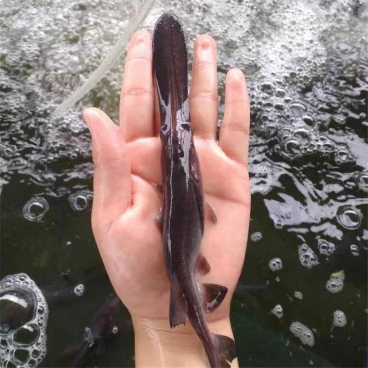 鴨嘴魚魚苗,