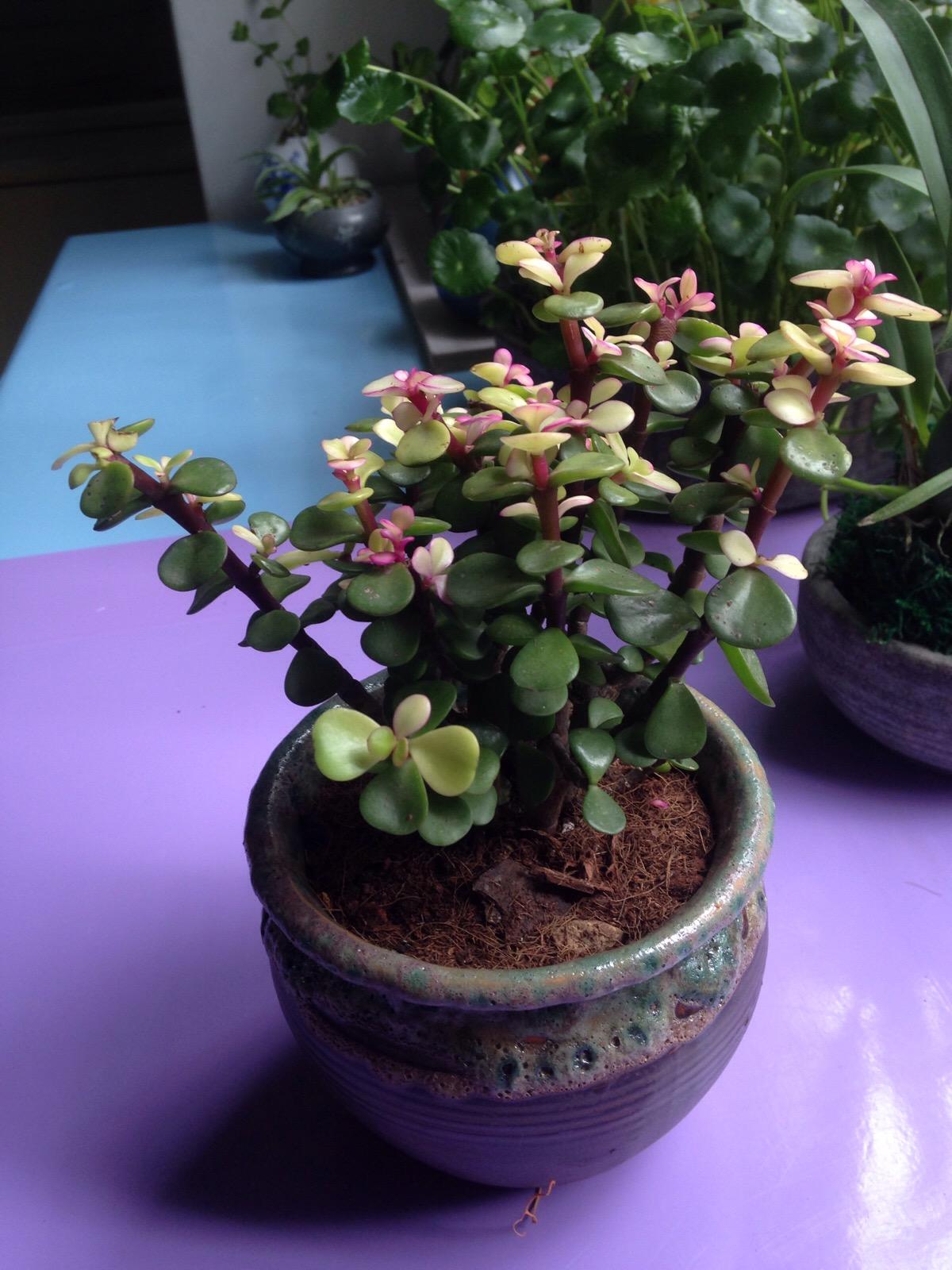 金枝玉叶老桩盆景_金枝玉叶多久能长成老桩 - 齐齐哈尔诗词网