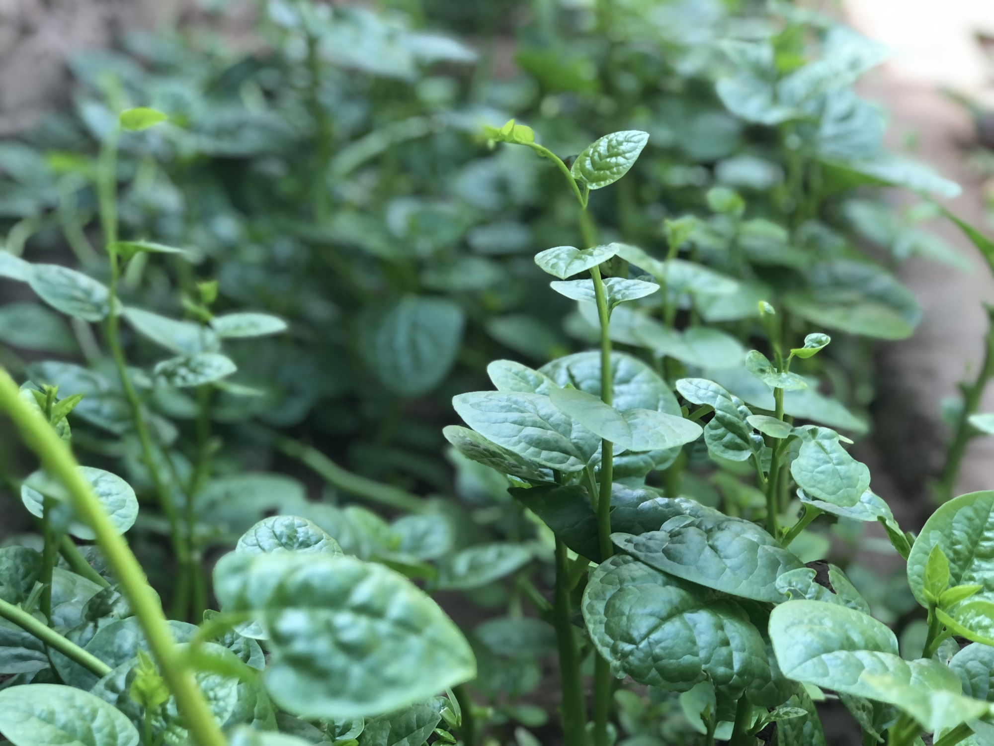 潺菜的功效与作用-我的快乐小窝