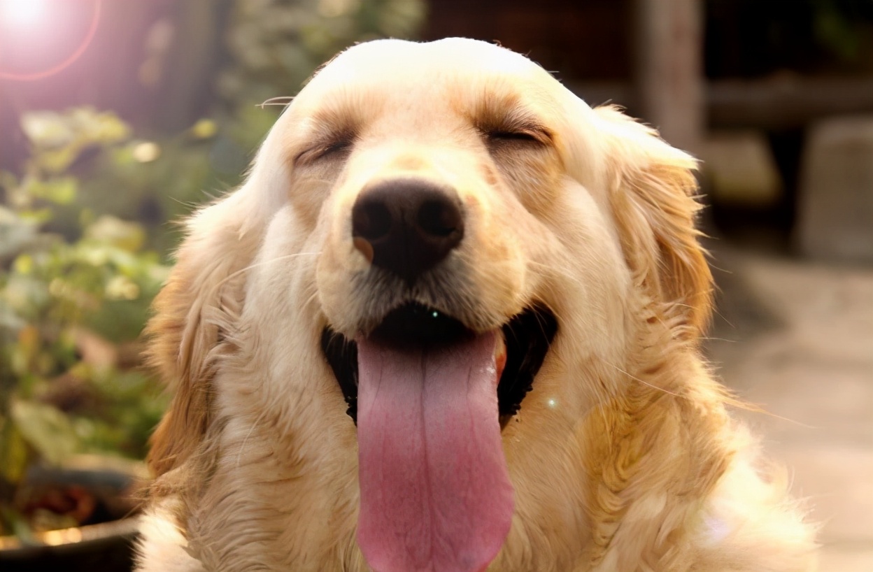 比乐狗粮代理（金毛狗粮品牌十大排行）