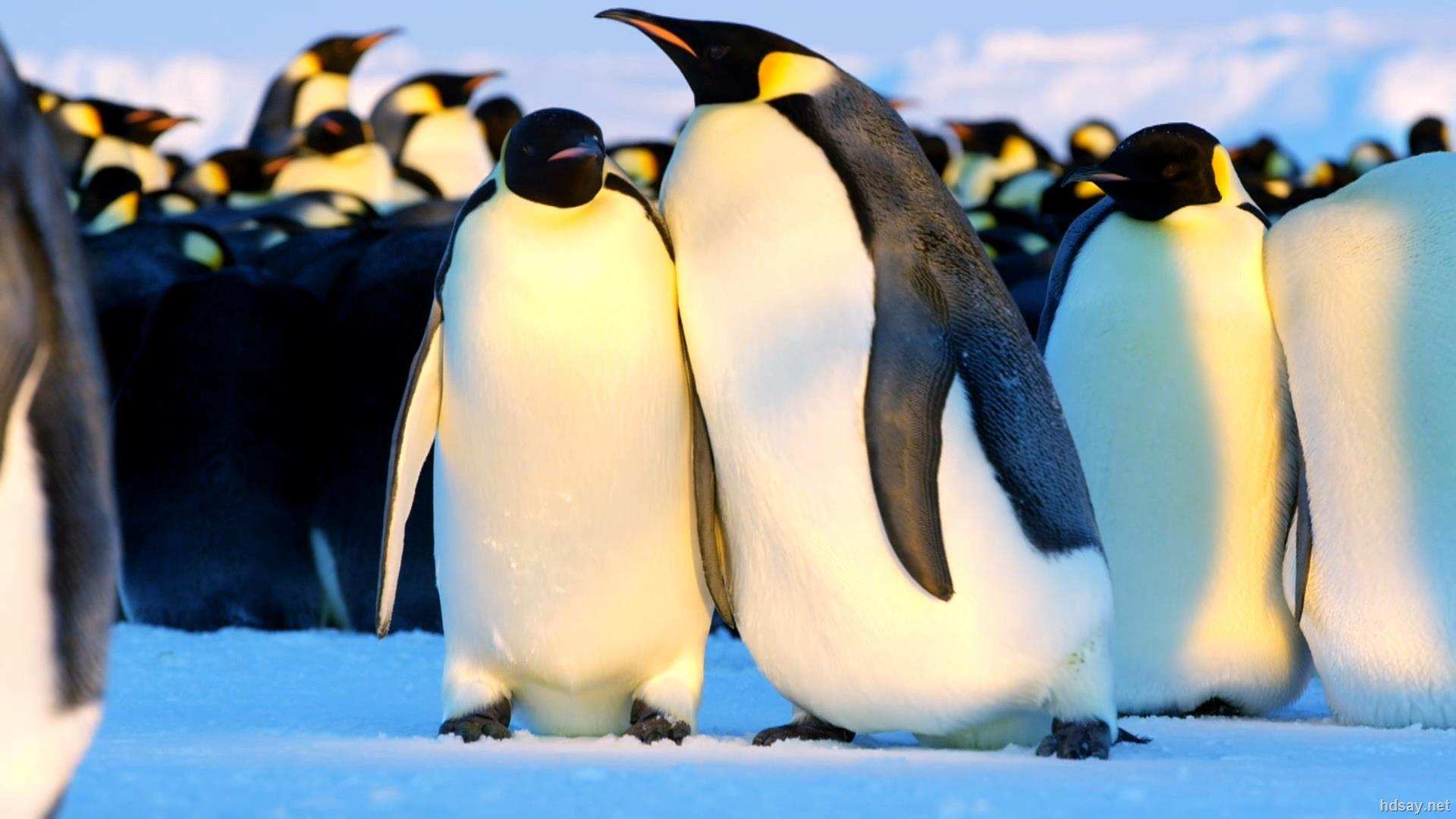 没有道德和法律的约束,帝企鹅为什么会保持一夫一妻制?