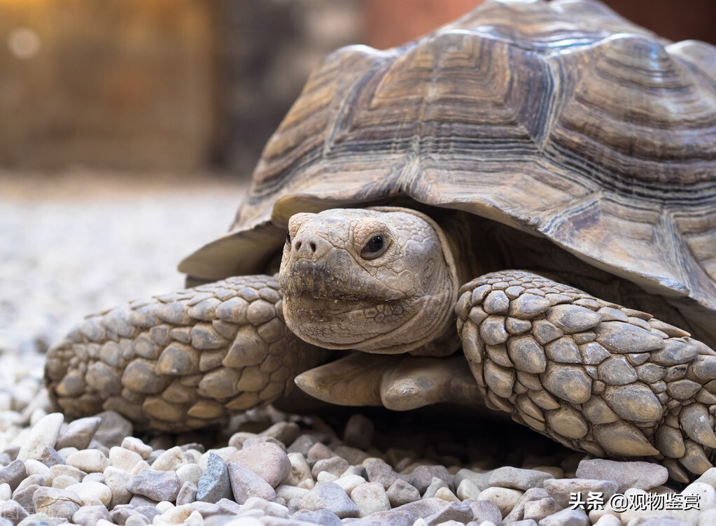 寿命最长的龟1300年（乌龟最长的寿命是多少年）