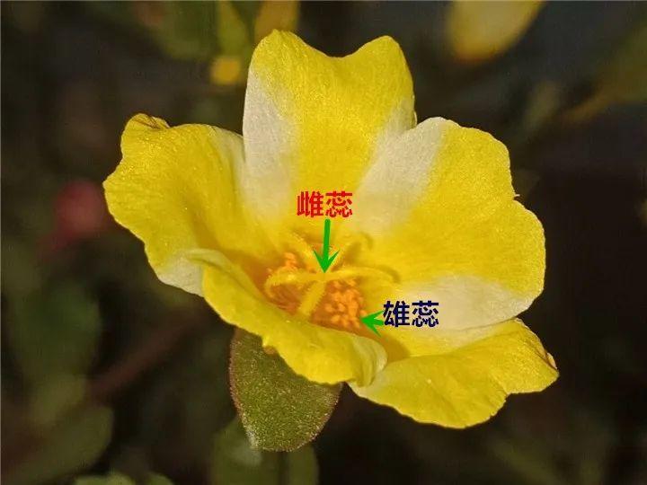 雄蕊和雌蕊怎麼區分(不同鮮花的正確授粉教程)