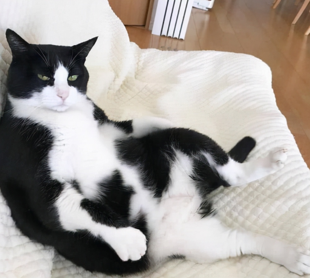 奶牛猫的性格特点（牛奶猫的六个性格特点）