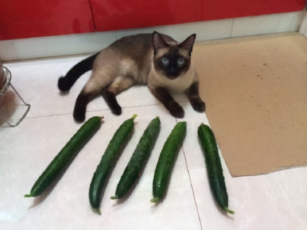 猫为什么怕黄瓜，猫为什么怕黄瓜背后的原因是什么？