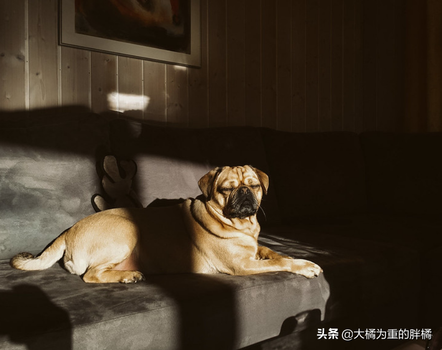 养狗不是为了折腾，公狗的这6个“缺点”太磨人，养母狗更省心！